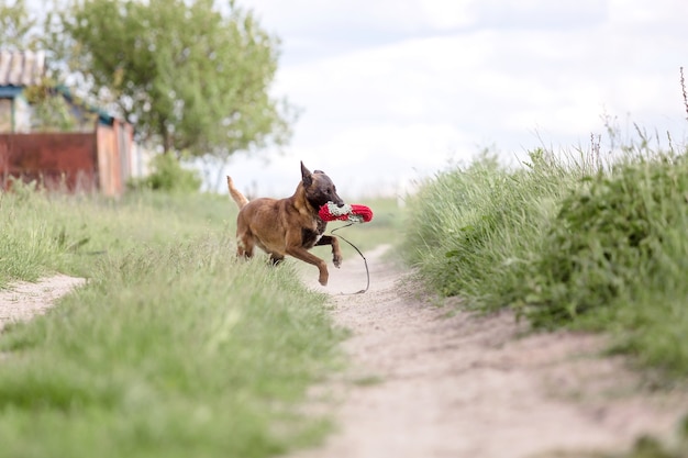 Belgische herdershond Mechelaar hond