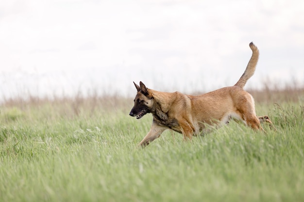 Belgische herdershond Mechelaar hond