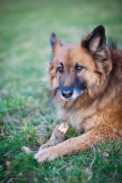 Belgische herdershond