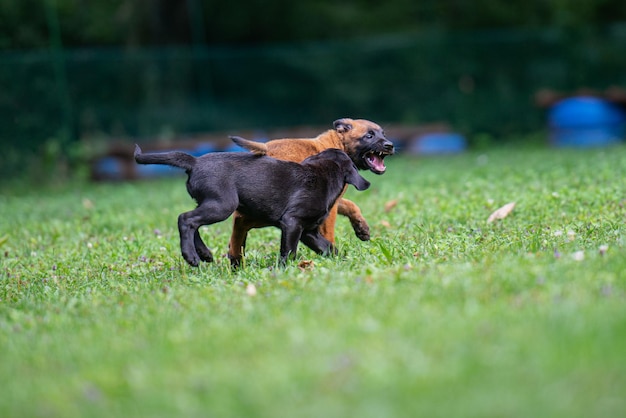 Belgische Mechelaar en zwarte labrador retriever-puppy's die buiten in groen gras spelen