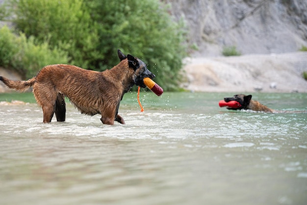 Belgische mechelaar honden spelen in het water