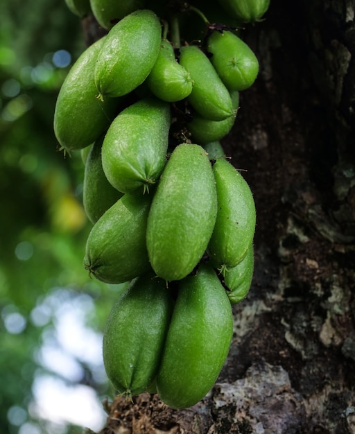 Photo belimbing wuluh or green bilimbi fruits