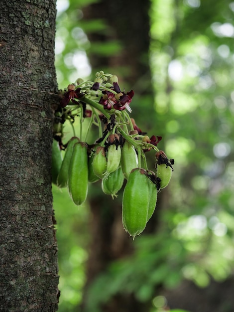 Photo belimbing wuluh or green bilimbi fruits