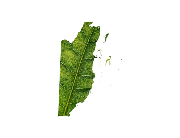 Belize kaart gemaakt van groene bladeren concept ecologie kaart groen blad op witte achtergrond