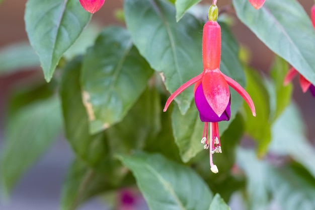 ベルベゴニアフラワーランタンフラワーフクシアハイブリッドの枝から開花し、垂れ下がる暗赤色植物のユニークな特徴