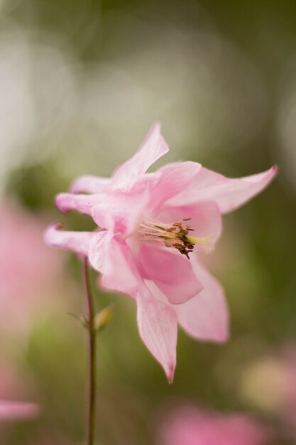 Bell closeup pink color the background is blurred