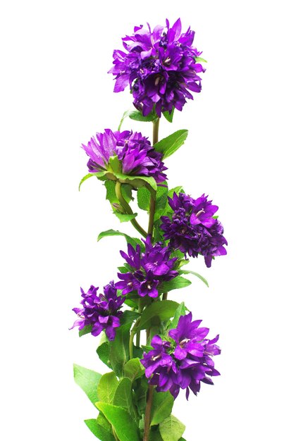 벨 꽃 Campanula glomerata 흰색 배경에 고립입니다. 화단, 정원