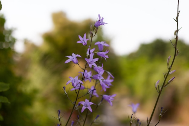 Bell flowers or campanula closeup