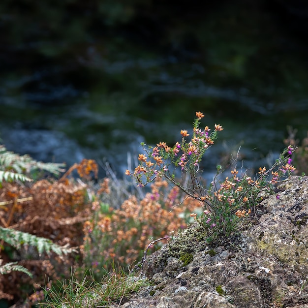 Белл вереск (Erica cinerea) цветет осенью на берегу реки Гласлин