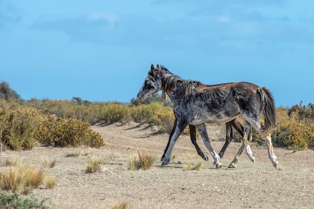 Bell neck horse on blue sky background