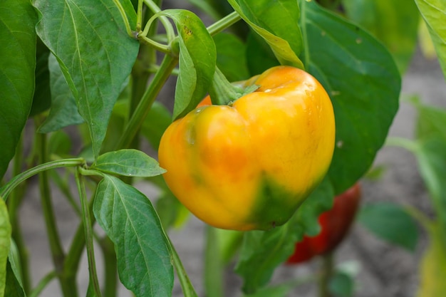 Bell pepper growing on a bush in the garden Bulgarian or sweet pepper plant Shallow depth of field