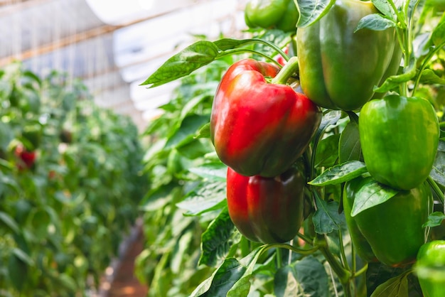 Bell pepper hanging on tree in garden