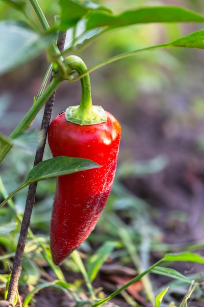 Bell pepper plant in the garden