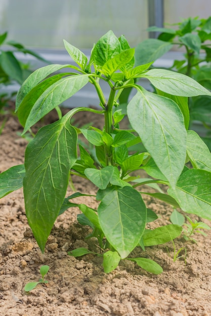 Bell pepper plants inside a greenhouse