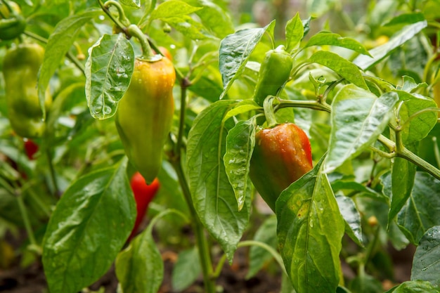 Bell peppers growing on bush in the garden Bulgarian or sweet pepper plant Shallow depth of field