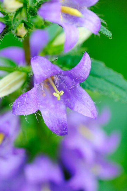 Bellflowers campanula closeup