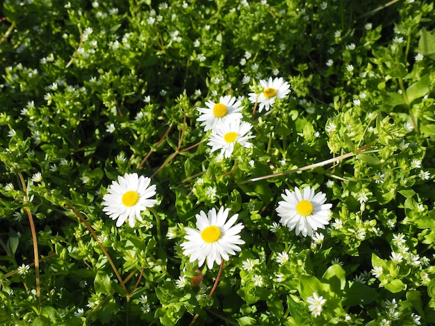 Bellis perennis 데이지는 잔디밭에 봄에 핀다 들판의 아름다운 흰색 꽃 데이지 야생화