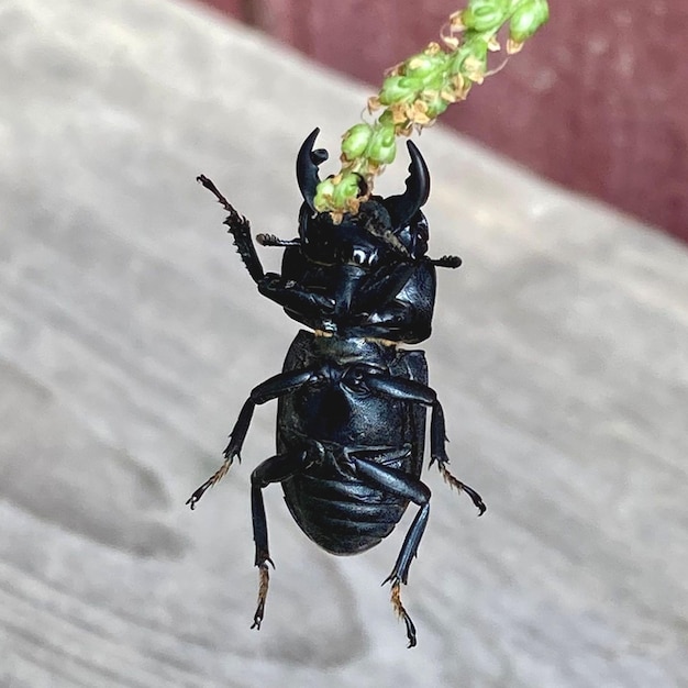 昆虫のカブトムシの腹、下から見たカブトムシの接写。