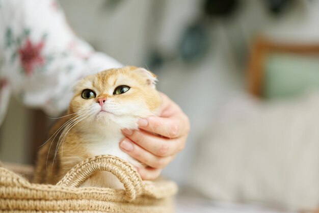 Фото Любимый котенок играет в естественной атмосфере красивого дома