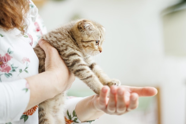 美しい家の自然な雰囲気の中で遊ぶ最愛の子猫