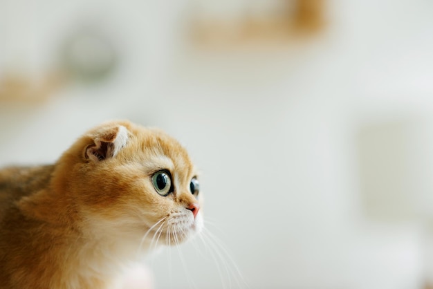 Foto amato gattino che gioca nell'atmosfera naturale di una bella casa