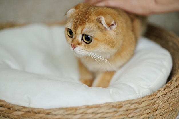 Beloved kitten playing in the natural atmosphere of a beautiful home