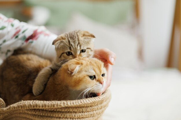 Photo beloved kitten playing in the natural atmosphere of a beautiful home