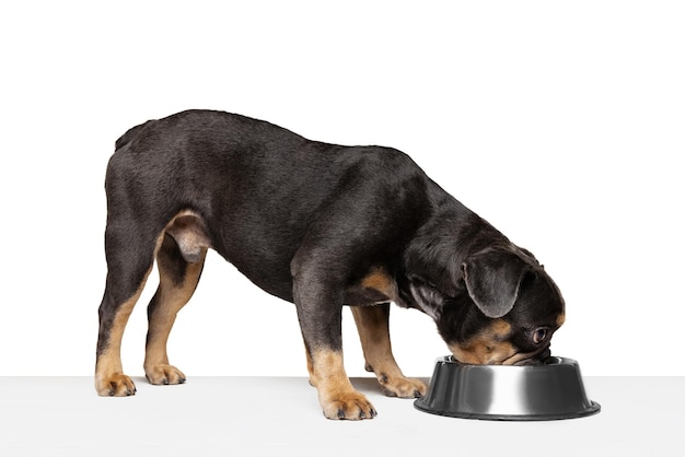 Beloved pet cute dog eating from bowl isolated over white studio background concept of motion