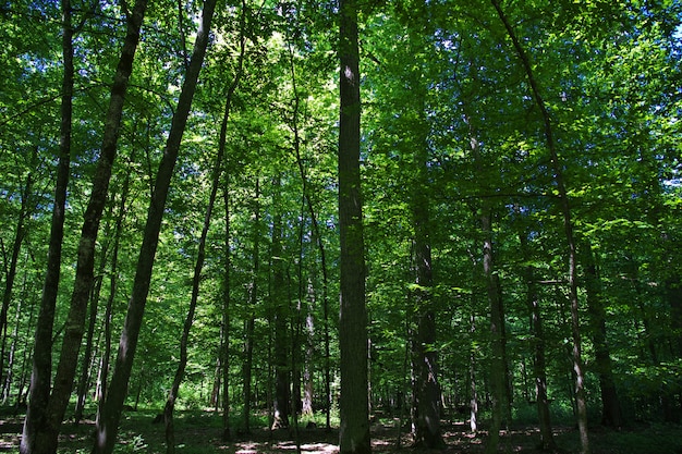 Belovezhskaya Pushcha in Belarus country