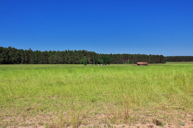 Belovezhskaya Pushcha in Belarus country