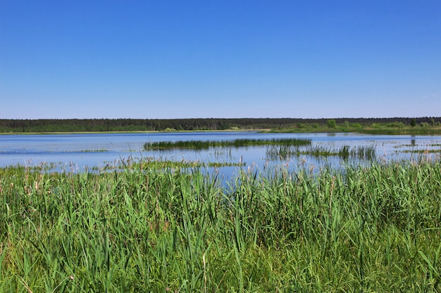 Belovezhskaya Pushcha in Belarus country