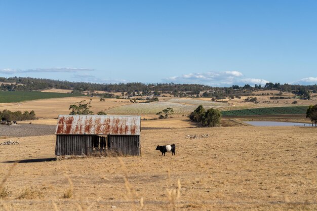 belted galloway cow in a field on a farm