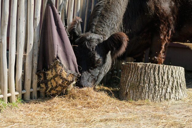 Photo belted galloway cow is feeding and roaming around the barn at an exhibition farm