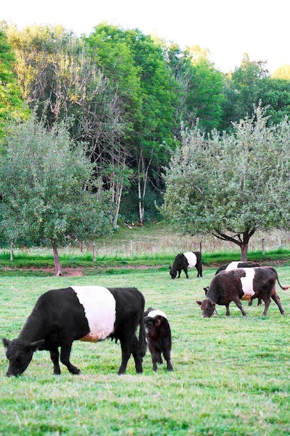 Belted galloway cows and a calf at a pasture standing and eating grass, franche comte, france