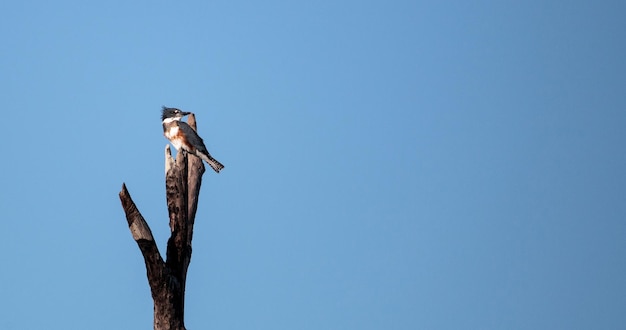 Belted kingfisher megaceryle alcyon zit hoog in een boom in de fred c babcock