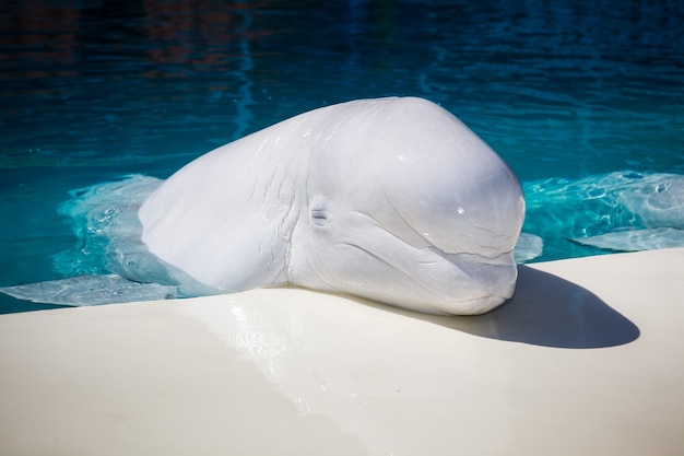 Beluga aan de rand van het zwembad