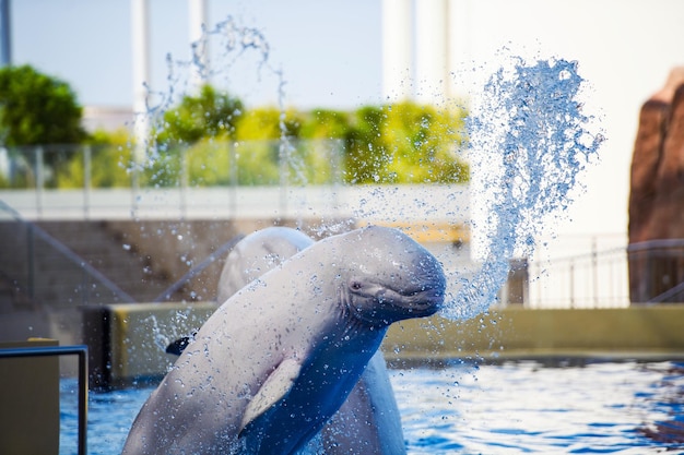 Beluga polar dolphin