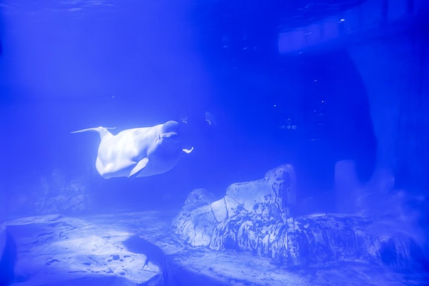 Beluga Whale Gliding Gracefully Underwater