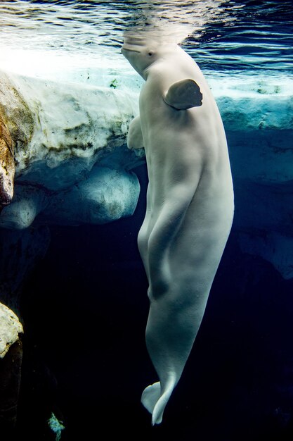 Beluga whale white dolphin portrait