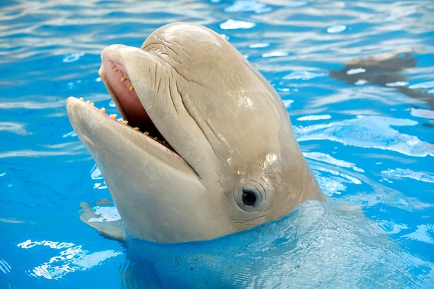 Photo beluga, white whale in blue water. dolphin assisted therapy