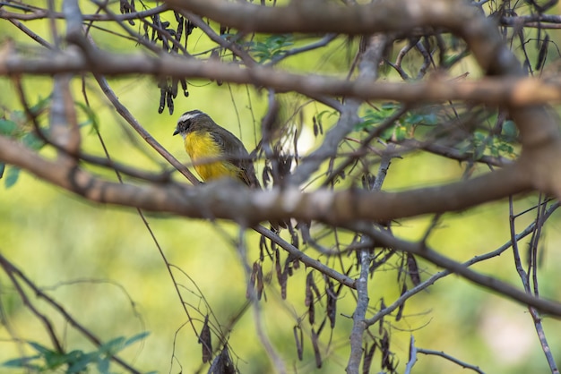 Bem-te-vi, a beautiful bird called bem-te-ve in Brazil among the branches of a tree. Selective focus.