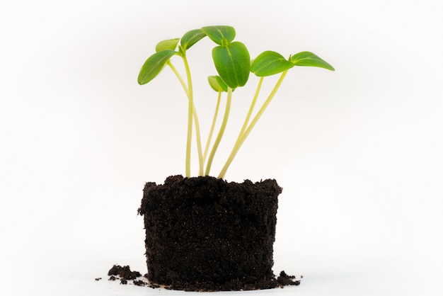 Bemestte grond voor zaailingen. Groene jonge spruiten uit de grond. Landbouwgewas. Planten kweken.