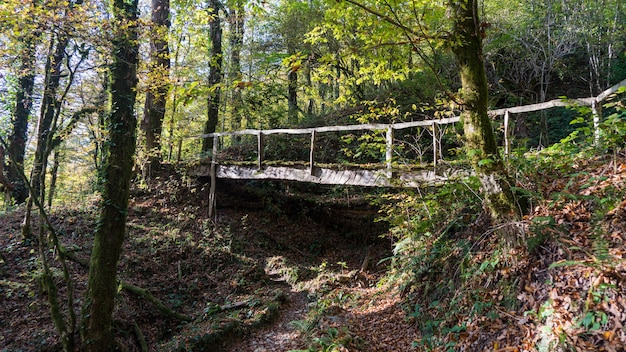 Bemoste brug in het buxusbos van Sochi, Rusland.