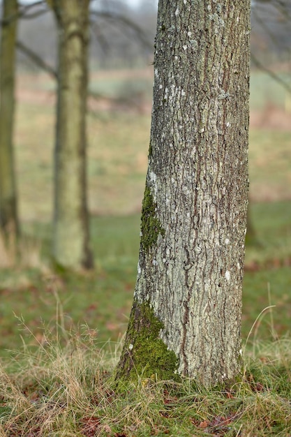 Bemoste geïsoleerde boomstam in een bos of bossen op een late winterdag Close-up van de natuur op een groen berggrasland op het platteland of in een prachtig recreatiepark vol met planten