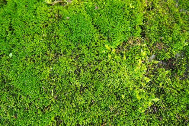 Bemoste hogere planten of bryophytes het thema van bryologie de wetenschap van mossen vochtig beton bedekt
