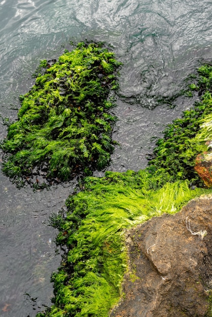 Bemoste rotstextuur in de zee met groen water