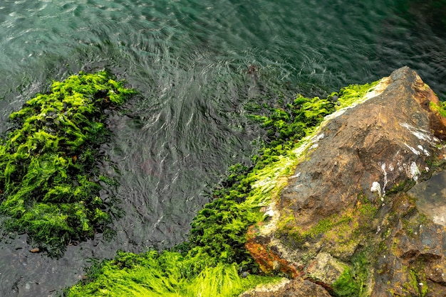 Bemoste rotstextuur in de zee met groen water