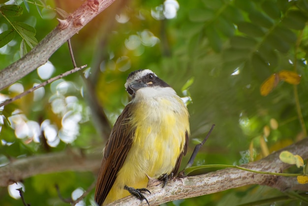 Bemtevi-vogel in Brazilië genaamd bemtevi, zittend tussen takken, natuurlijke lichtselectieve focus