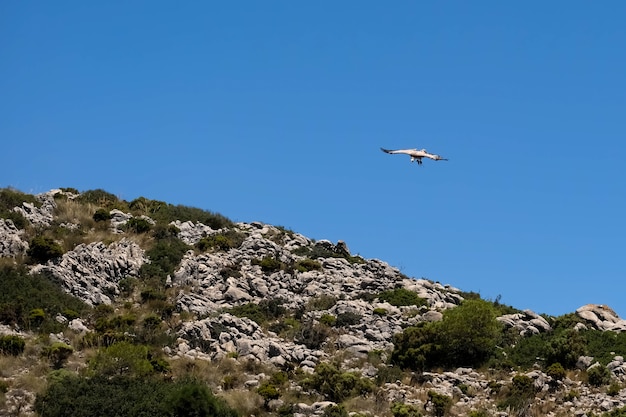 BENALMADENA, ANDALUCIA/SPAIN - JULY 7 : Juvenile Andean Condor (Vultur gryphus) at Mount Calamorro near Benalmadena in Spain on July 7, 2017