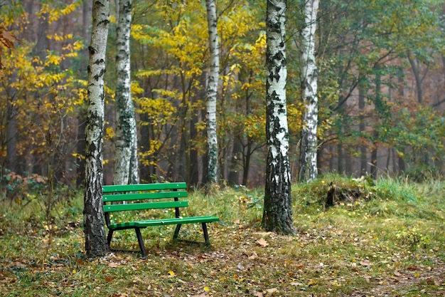 Скамейка в осеннем лесу